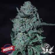 Moxie Seeds Snake Venom